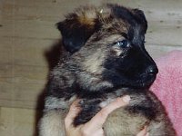 Aischa